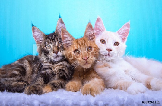Picture of Beautiful stylish purebred maine coon cat Animal portrait Purebred cat is lying Blue background Colorful decorations